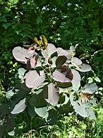 Genre Cotinus, Smoketrees (prise vers Le Pin, Isere)(2)